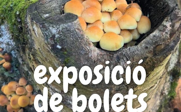 Descubre la Exposición de Setas en el Princesa Parc