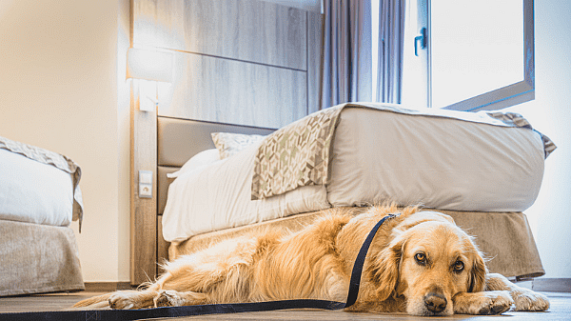 Amenez votre animal de compagnie au Princesa Parc 4*